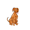 I Just Really Like Vizslas