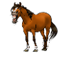 Mon cheval commande (blanc)