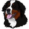 Bernese Mountain Dog Head