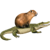 Capybara Alligator