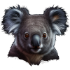 Koala Bear Australia 4