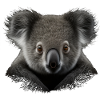 Cute Koala Australia