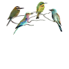 Bee-eaters - Hounds - Birds in Africa