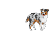 Miniature Australian Shepherd