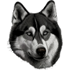 Husky