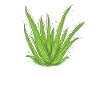 Aloe Vera Cream Cosmetics Natural