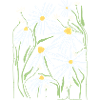 Daisies
