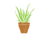 Plant Aloe Vera Cosmetics Natural