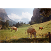 Vaches qui broutent