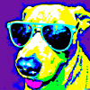 Cool dog with sunglasses style