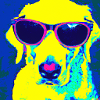 Cool dog with sunglasses