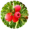 The yew, a native conifer