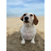 Molly the Dackel