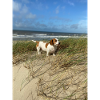 Molly the Dackel