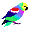 Perruche Oiseau Propriétaire Oiseau Cockatiel
