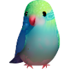 Cockatiel Budgie Bird Bird Propriétaire