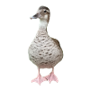 Ente