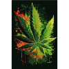 Marijuana plant