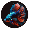 Kampffisch / Beta Splendens