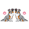 Miniature Australian Shepherd