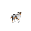 Miniature Australian Shepherd