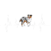 Miniature Australian Shepherd