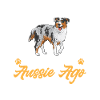 Miniature Australian Shepherd