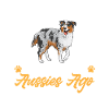 Miniature Australian Shepherd