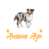 Miniature Australian Shepherd