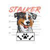 Miniature Australian Shepherd