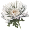 Alpenblume