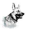 malinois,schäferhund,hund,graffiti