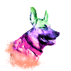 malinois,schäferhund,hund,graffiti