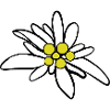 Edelweiß 1