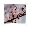 Cherry Blossoms & Cherry Tree