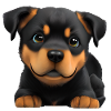 Rottweiler Hund Hundewelpe Hunde Rottweilerwelpe