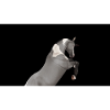 Prancing horse