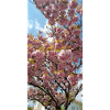 Sakura Flowers