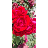 Red Rose