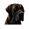 Great Dane Great Dane Dog Dogs Great Dane
