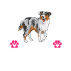 Miniature Australian Shepherd