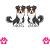 Berger australien miniature