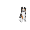Miniature Australian Shepherd