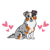 Miniature Australian Shepherd