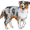 Miniature Australian Shepherd