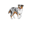 Miniature Australian Shepherd