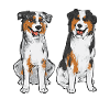 Miniature Australian Shepherd