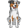 Miniature Australian Shepherd