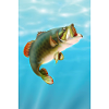 Koi Carp