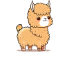 Alpaca Lama Alpaca Animal